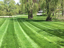 Nicely cut lawn 3
